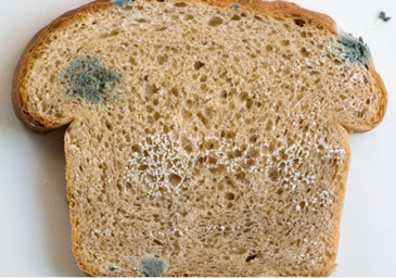 https://froodly.files.wordpress.com/2016/02/moldy-bread.png